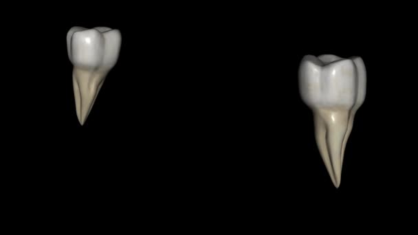 Terceiro Molar Mandibular Também Referido Como Dente Sabedoria — Vídeo de Stock