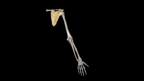 肩胛骨是扁平的三角形骨 — 图库视频影像