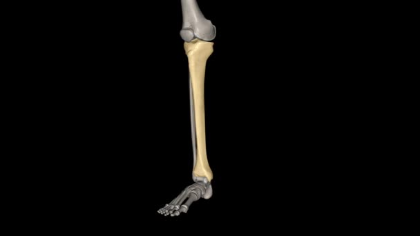 ティビアは 下足の2つの骨のより大きい虹色です — ストック動画