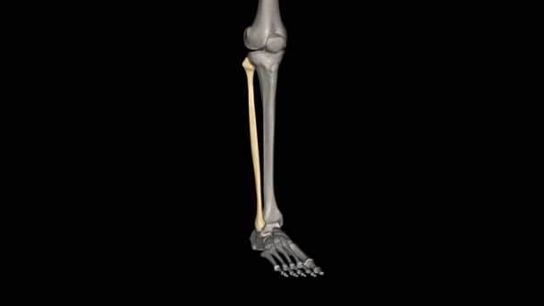 線維はチビアの後部側に位置する下端の長い骨です — ストック動画