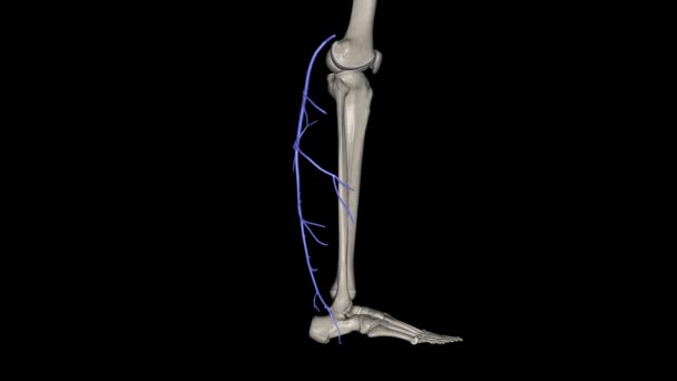 Küçük Saphenous Ven Ssv Arka Bacağın Yüzeysel Bir Damarıdır — Stok video