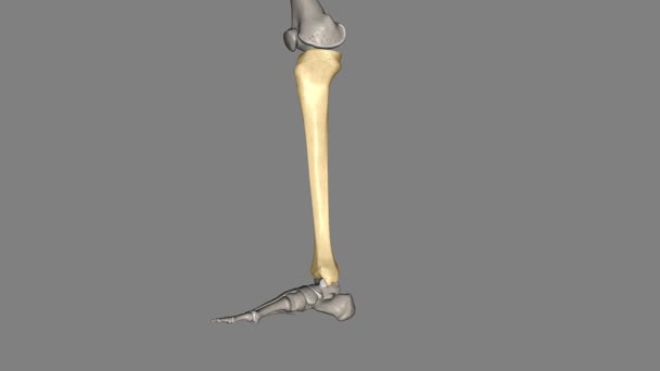 Tibia Shinbone Larger Two Bones Lower Leg — Stock Video