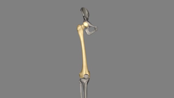 股骨是你的大腿骨 — 图库视频影像
