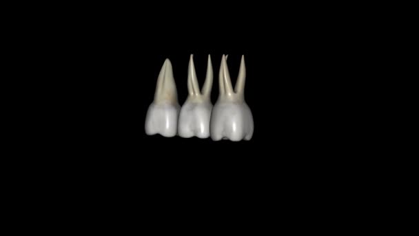 Maxillary First Molars Three Rooted Two Buccal One Palatal — Stock Video