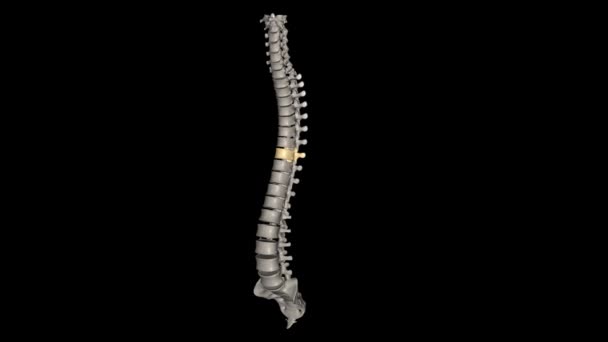 Vertebral Torácica Doze Vértebras Estão Localizadas Coluna Torácica São Numeradas — Vídeo de Stock