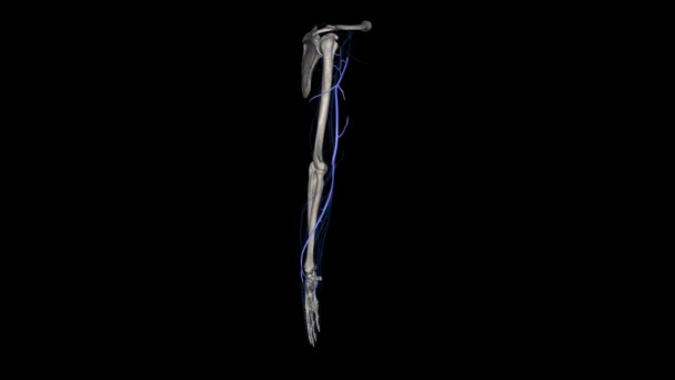 セファリック静脈は上肢の表面的な静脈であり それは腕の2つの主要な静脈の1つです — ストック動画
