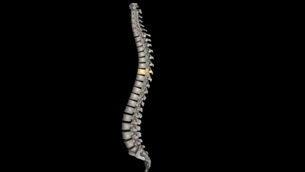 12頭の脊椎は胸部の脊椎にあり 1からT 12タコシチョベルテブラル T7に番号付けされています — ストック動画