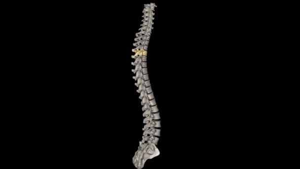 トラシックバーテブラル T4ツエルブ脊椎は トラシチック脊椎に位置し 1からT 12に番号付けされています — ストック動画