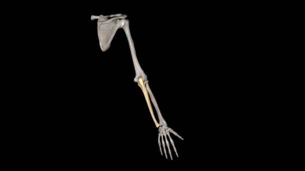 尺骨是构成前臂的两块骨头中的一块 另一块是半径 — 图库视频影像