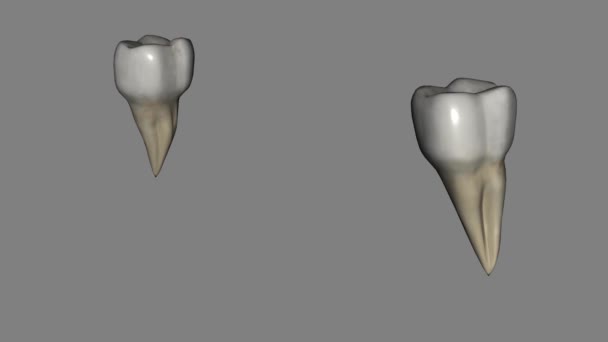 Mandibular Third Molar Also Referred Wisdom Tooth — Stock Video