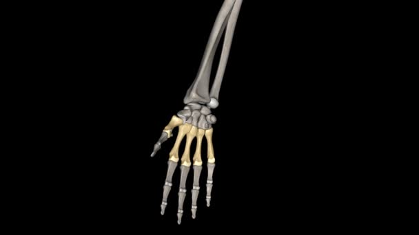 メタカルは長くて細い骨で 手首の骨と数字の骨の間に位置しています — ストック動画