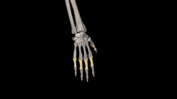 Proksimal Atau Tulang Pertama Jari Jari Ketika Menghitung Dari Tangan — Stok Video