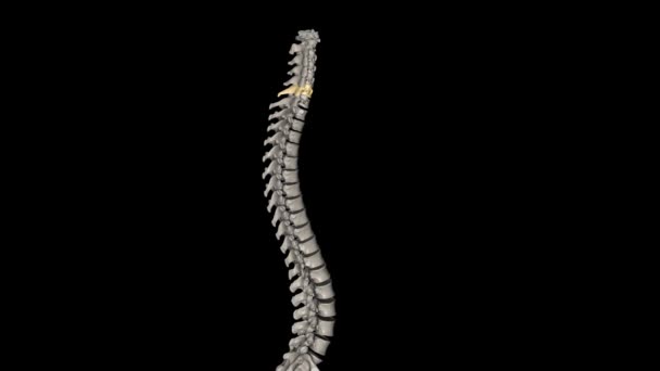 Vértebra Espinal Parte Médula Espinal Cervical Ubicada Región Más Baja — Vídeo de stock