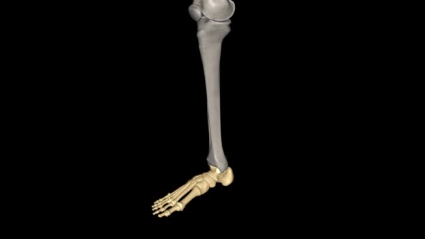 人間の足は26の骨 33の関節を含んでいる強く 複雑な機械構造です — ストック動画