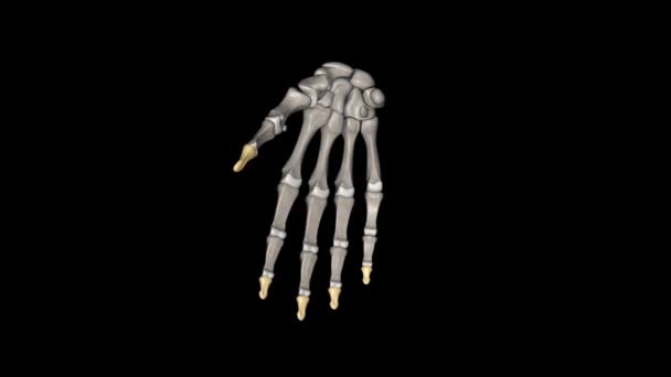 Дистальна Фаланга Великого Пальця Коротка Кістка Округлою Тумбою Кінці Яка — стокове відео