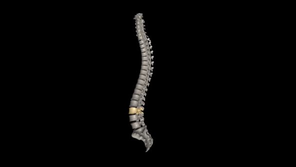 Vértebra Está Meio Das Cinco Vértebras Lombares Porção Inferior Coluna — Vídeo de Stock