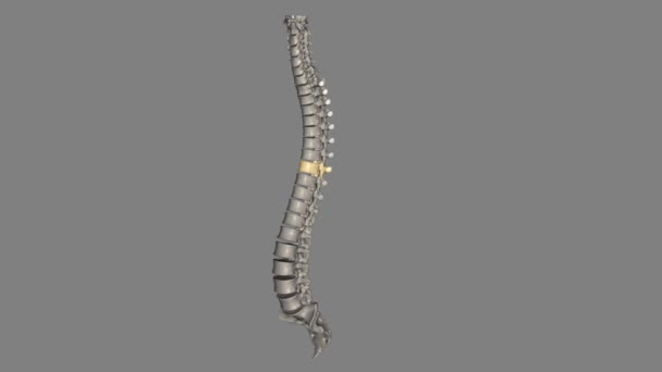 トラシックバーテブラル T8ツエルブ脊椎は トラシチック脊椎に位置し 1からT 12に番号付けされています — ストック動画