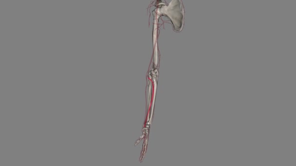 尺动脉是前臂的两条主动脉之一 — 图库视频影像