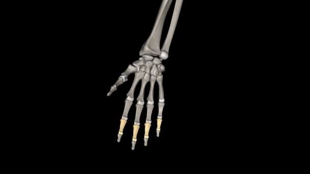 Середня Фаланга Пальця Середня Або Друга Трьох Кісток — стокове відео