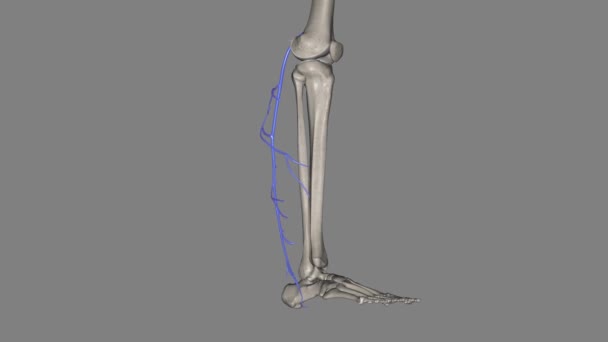 小蓝宝石静脉 Ssv 是后腿的一种浅表静脉 — 图库视频影像