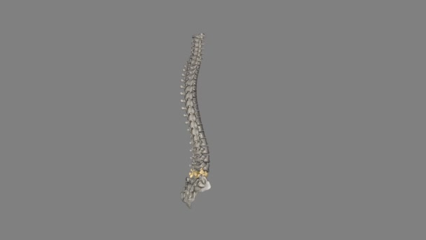 Las Son Las Vértebras Más Bajas Huesos Columna Vertebral Columna — Vídeos de Stock