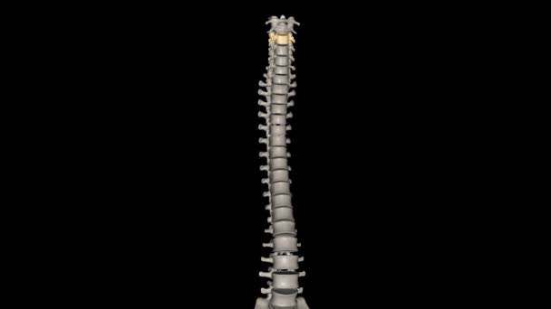 Хребці Кістка Шийного Хребта Знайдена Шиї Навколо Підборіддя Гіоїдної Кістки — стокове відео
