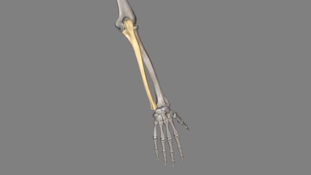 潰瘍は前腕を構成する2つの骨のうちの1つ もう1つは半径である — ストック動画