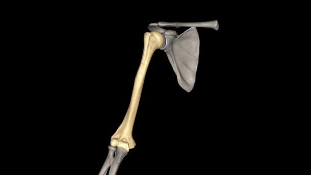 Humerus Long Bone Arm Runs Shoulder Elbow — стоковое видео