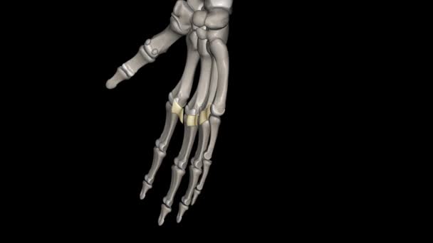 深い横断メタカルパル靭帯は 親指以外の手のすべての指のメタカルポパレンジョイントの手のひら面を接続しています — ストック動画