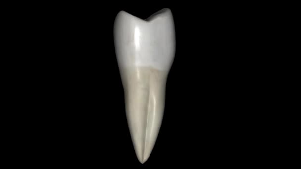 Mandibular Second Premolar Tooth Located Distally Both Mandibular First Premolars — Stock Video