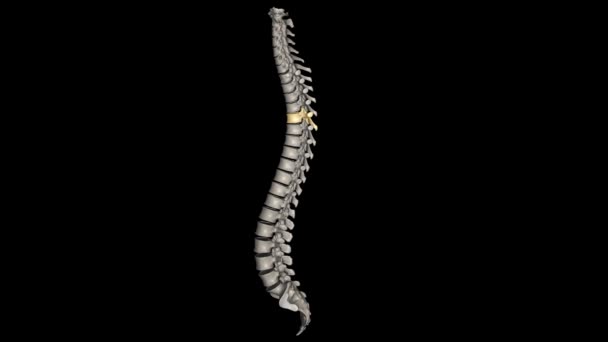 Thoracic Vertebral Twelve Vertebrae Located Thoracic Spine Numbered — Stock Video