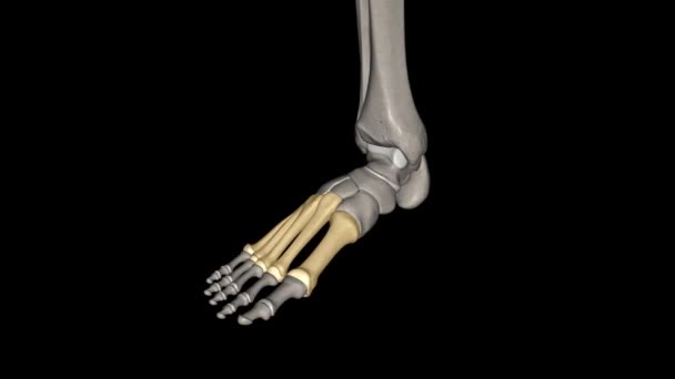 Metatarsal Kemikler Ayaktaki Kemiklerdir Çivi Yazısının Uzak Yönlerini Birbirine Bağlarlar — Stok video