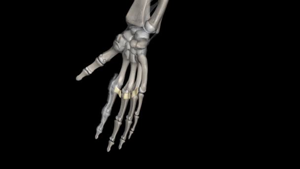 除了大姆指外 手的所有手指的掌骨表面都有纵深的掌骨韧带连接 — 图库视频影像