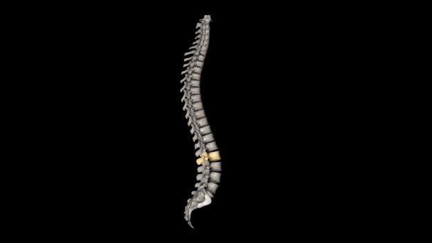 L2脊椎は脊椎の下部曲率に位置し 脊髄の一部を保護するためにルーバーコードとして知られています — ストック動画