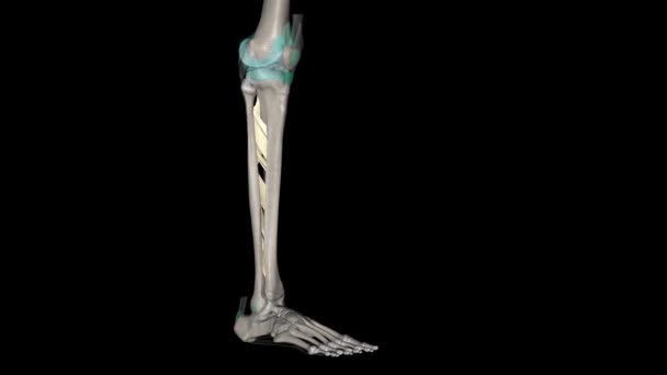 脚の間接膜 — ストック動画