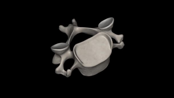 C3脊椎は 顎の周りの首に発見された子宮頸椎骨の骨です — ストック動画