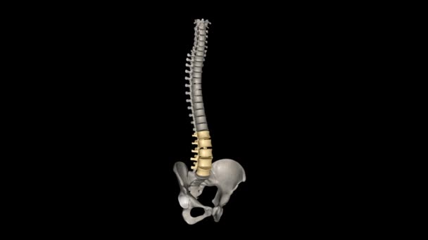 Bel Omurları Insan Anatomisinde Göğüs Kafesi Ile Leğen Kemiği Arasındaki — Stok video