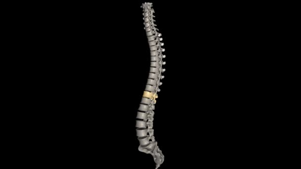 Thoracic Vertebral T12 Twelve Vertebrae Located Thoracic Spine Numbered — Stock Video