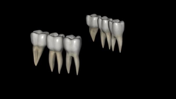 Нижнечелюстные Коренные Зубы Выполняют Основную Часть Работы — стоковое видео