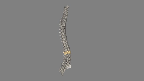 Vértebra Está Localizada Curvatura Inferior Coluna Vertebral Porção Medula Espinhal — Vídeo de Stock