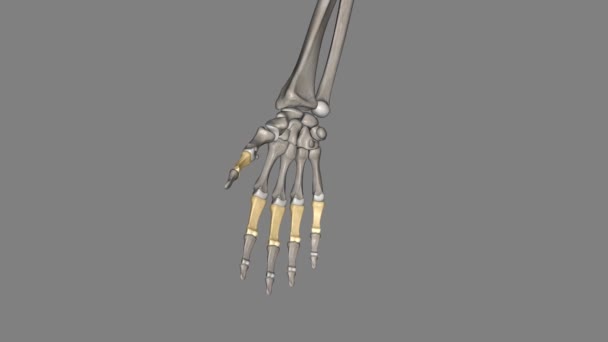 Proximal First Bone Fingers Counting Hand Tip Finger — Stock Video