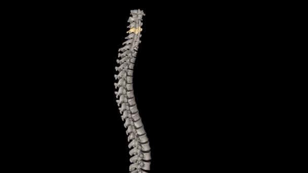 Fourth Cervical Vertebra Centrally Located Cervical Neck Region Spinal Column — Stock Video