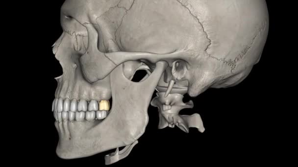 Çene Kemiği Üçüncü Azı Dişi Diş Kemerinde Çok Arka Planda — Stok video
