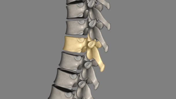 Doze Vértebras Estão Localizadas Coluna Torácica Estão Numeradas Thoracic Vertebral — Vídeo de Stock