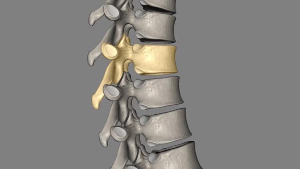 Twelve Vertebrae Located Thoracic Spine Numbered — Stock Video