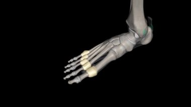 Metatarsophalangeal eklem kapsülü 3D tıbbi