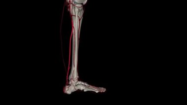 Popliteus 'un alt sınırındaki arka kaval atardamarı, popliteal arterin iki uç dalından biri olarak başlar.