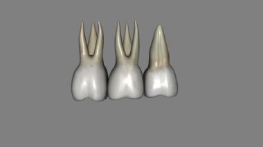 Çene kemiği ilk azı dişleri üç köklü, iki kova ve bir palatal..