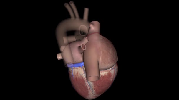 Koroner Sinüs Kalbin Arka Tarafında Bulunan Büyük Bir Koroner Damarı — Stok video