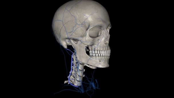 颈深静脉 后椎体或后颈深静脉 伴随在其动脉之间的半结肠炎和结肠炎之间 — 图库视频影像